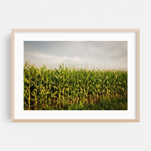 Corn Fields, York County 02