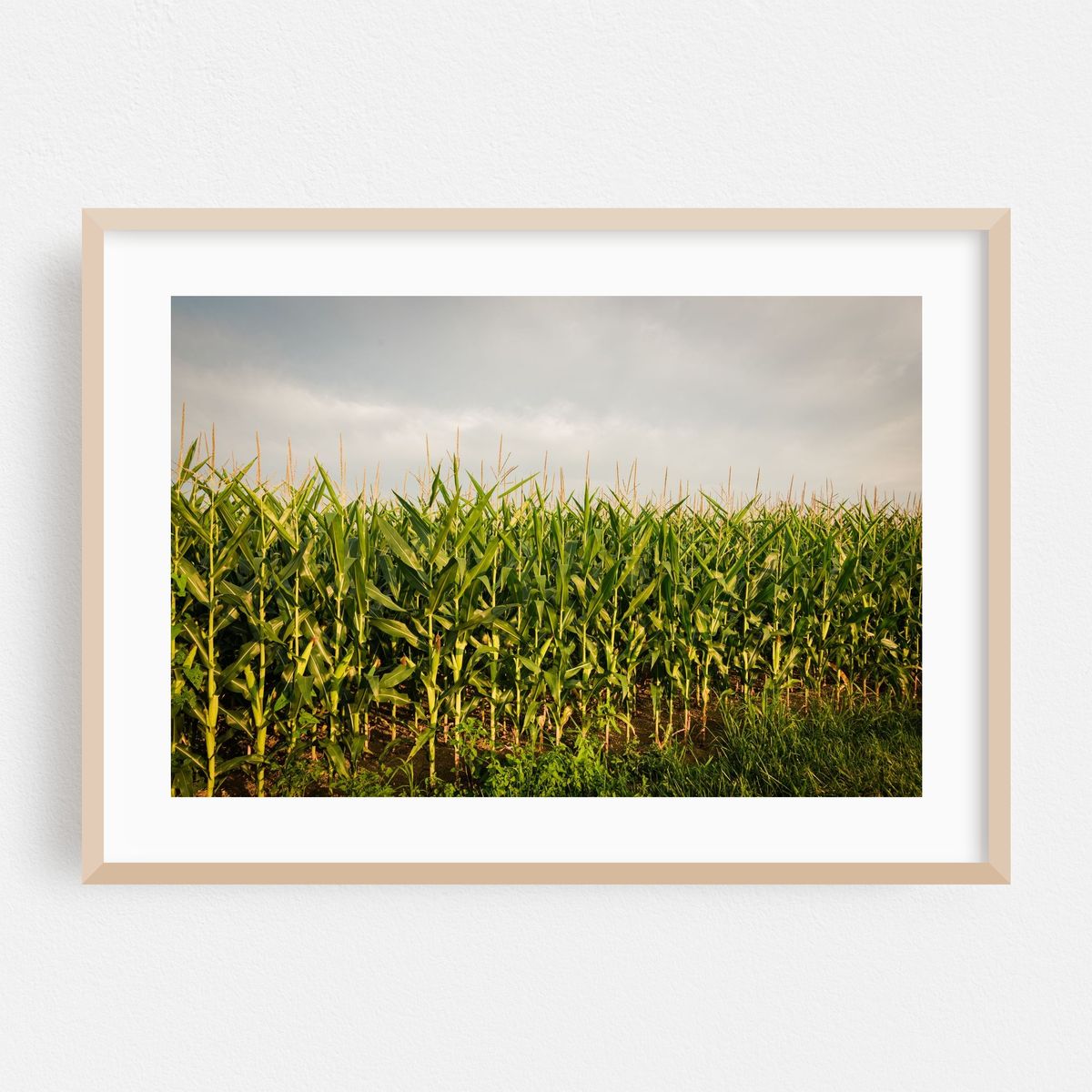 Corn Fields, York County 02 – image 1 of 6