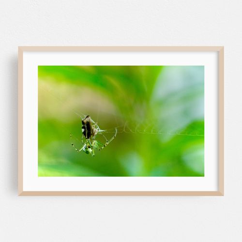 Garden Spider 01