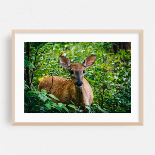 Limberlost Trail Deer