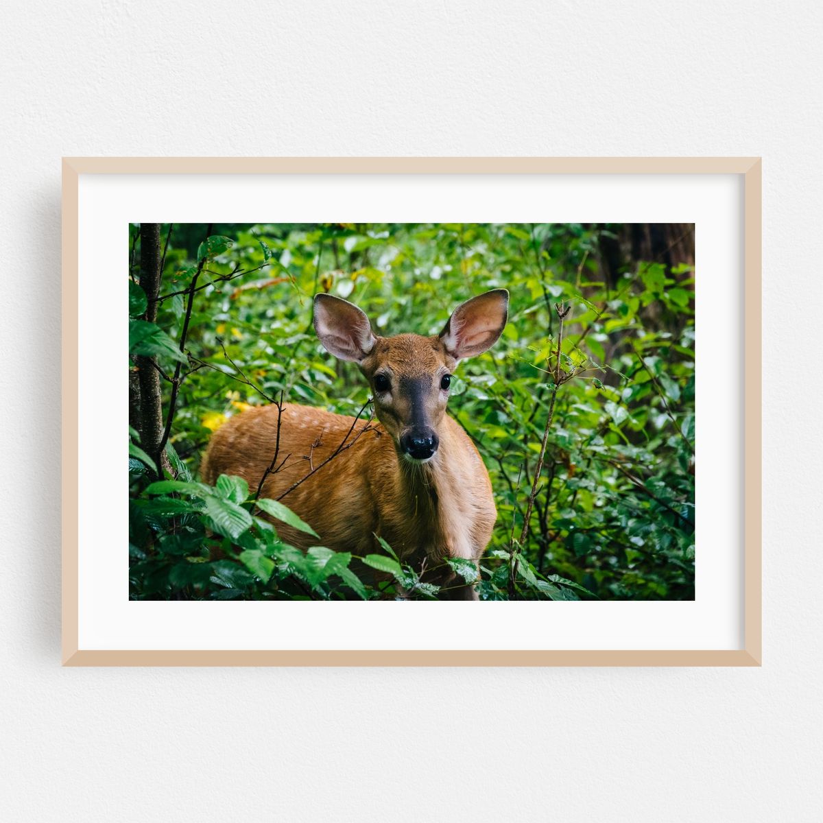 Limberlost Trail Deer – image 1 of 6
