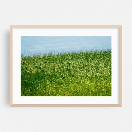 Coastal Grasses