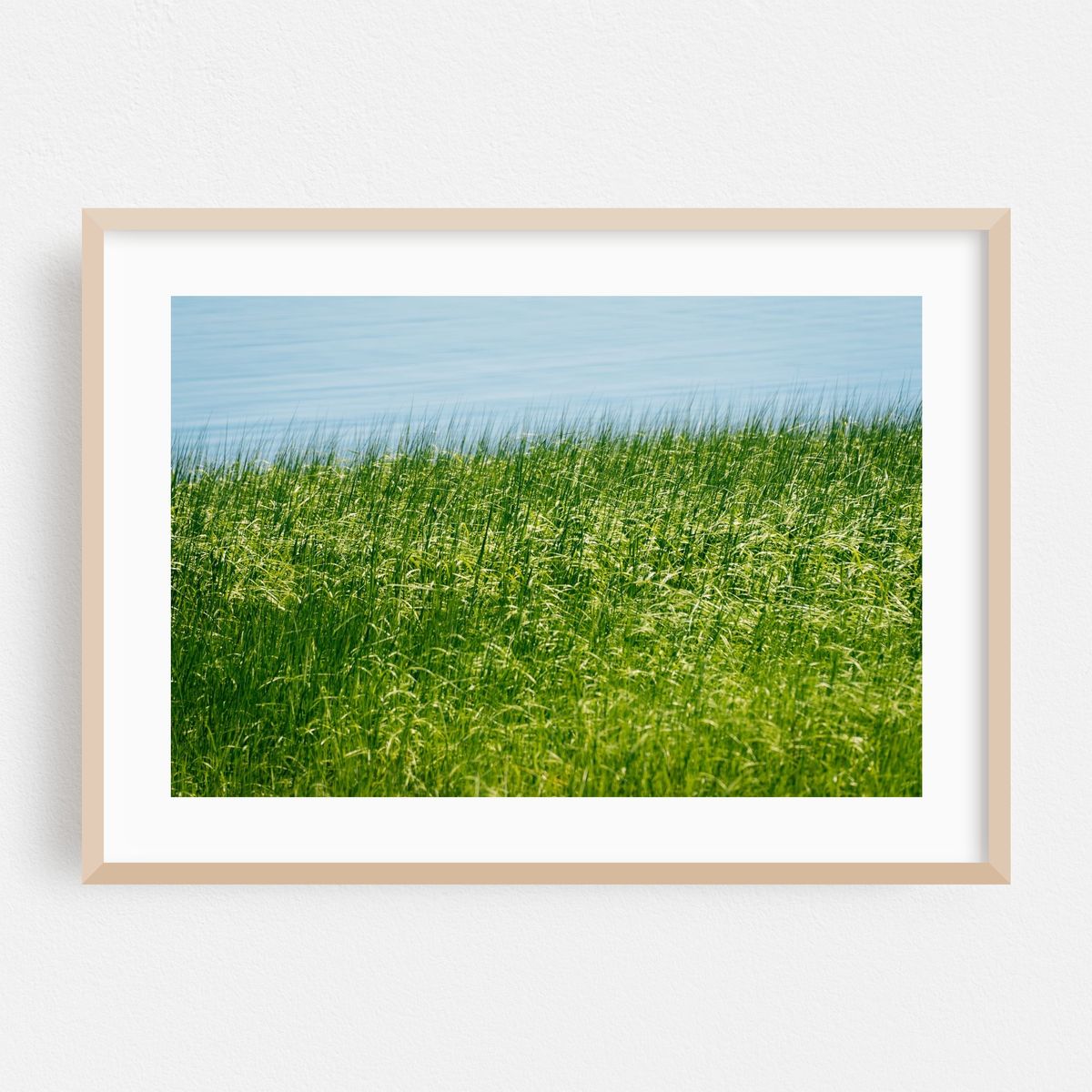 Coastal Grasses – image 1 of 6