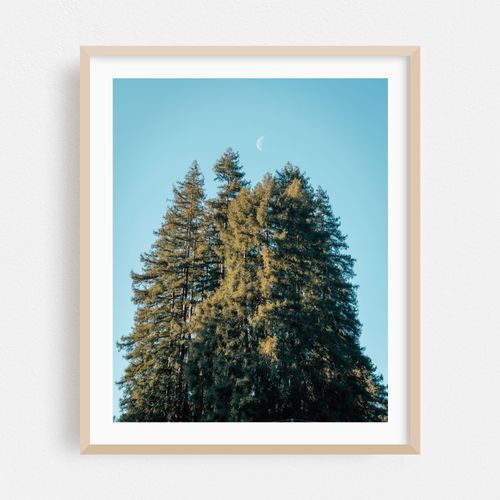 Moon Among Pines
