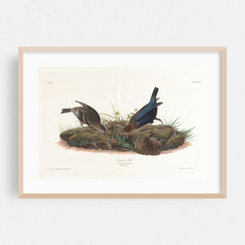 Cow-pen bird (1827–1838)