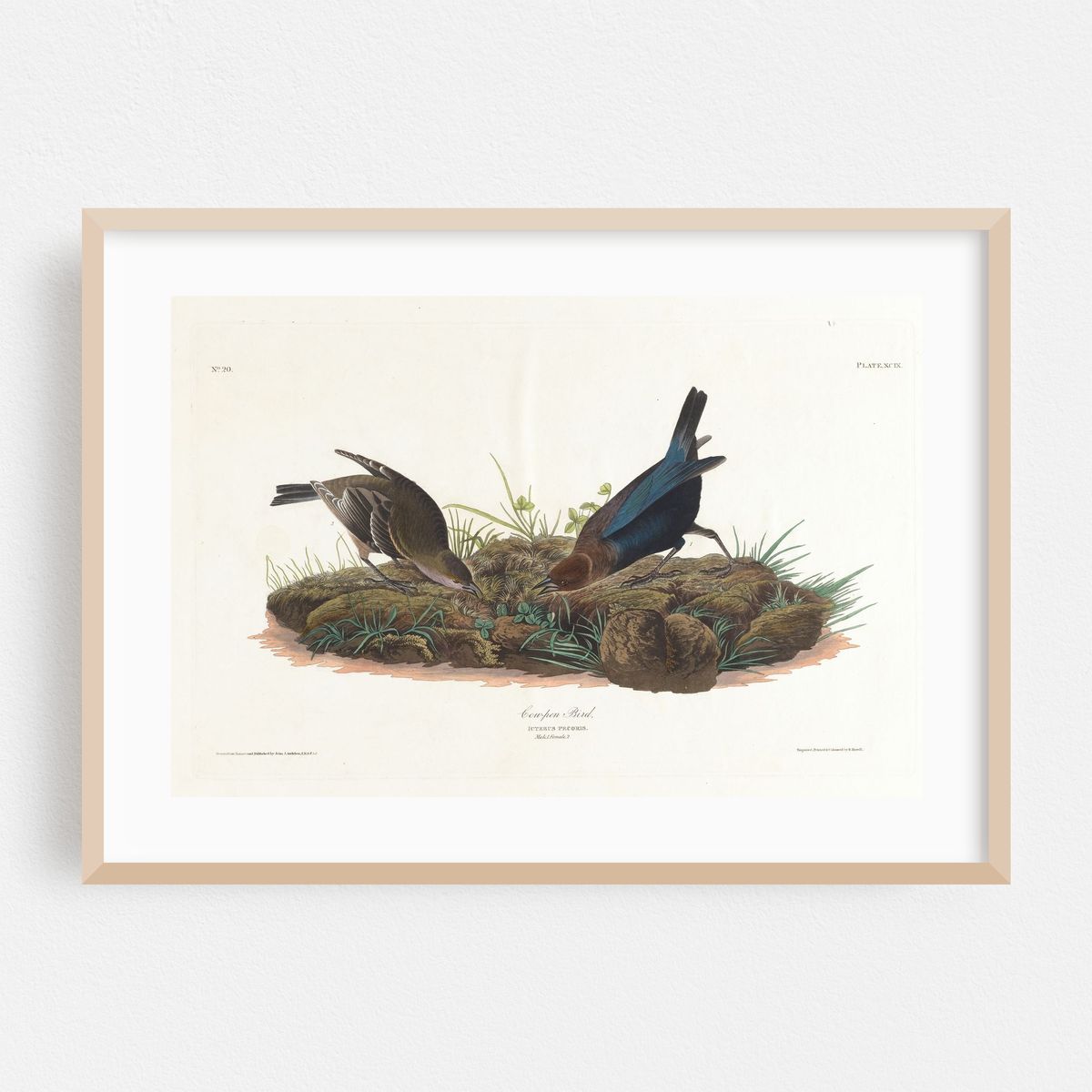 Cow-pen bird (1827–1838) – image 1 of 6