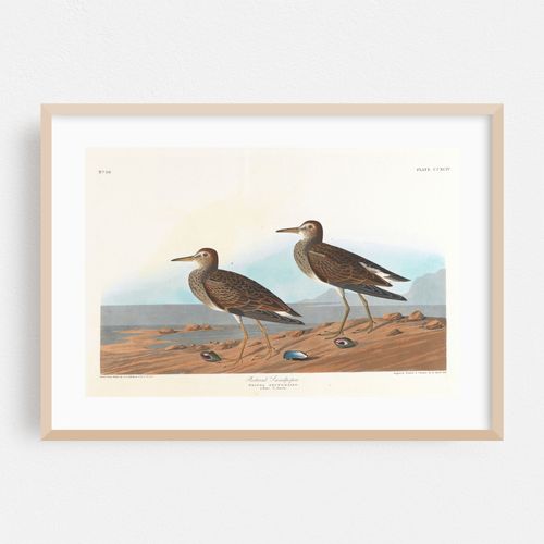 Pectoral sandpiper (1827–1838)