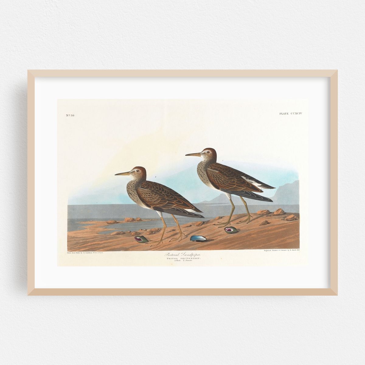 Pectoral sandpiper (1827–1838) – image 1 of 6
