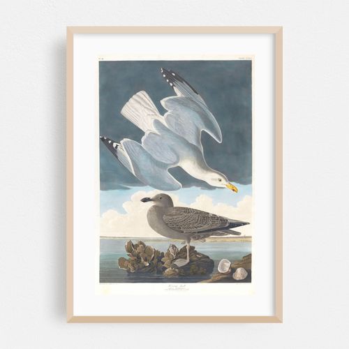 Herring gull (1827–1838)