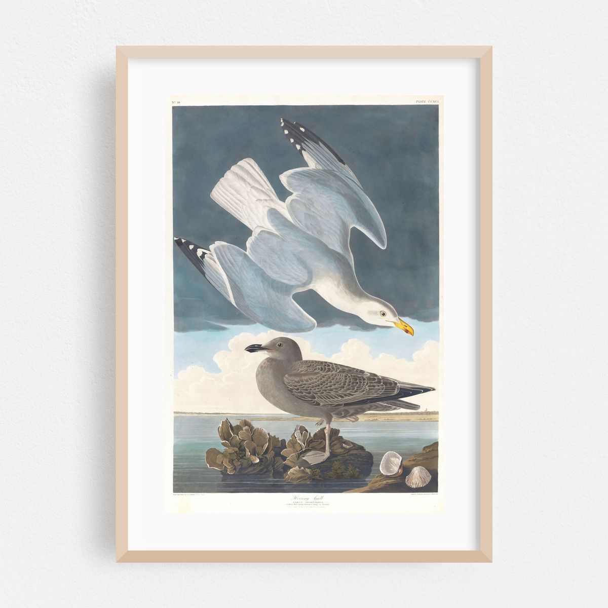 Herring gull (1827–1838) – image 1 of 16