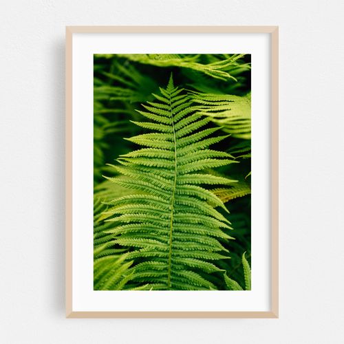 Ferns 02