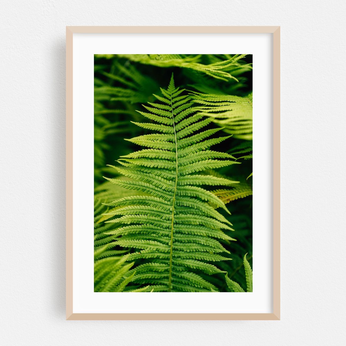Ferns 02 – image 1 of 16