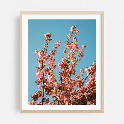 Cherry Blossoms in Cape May