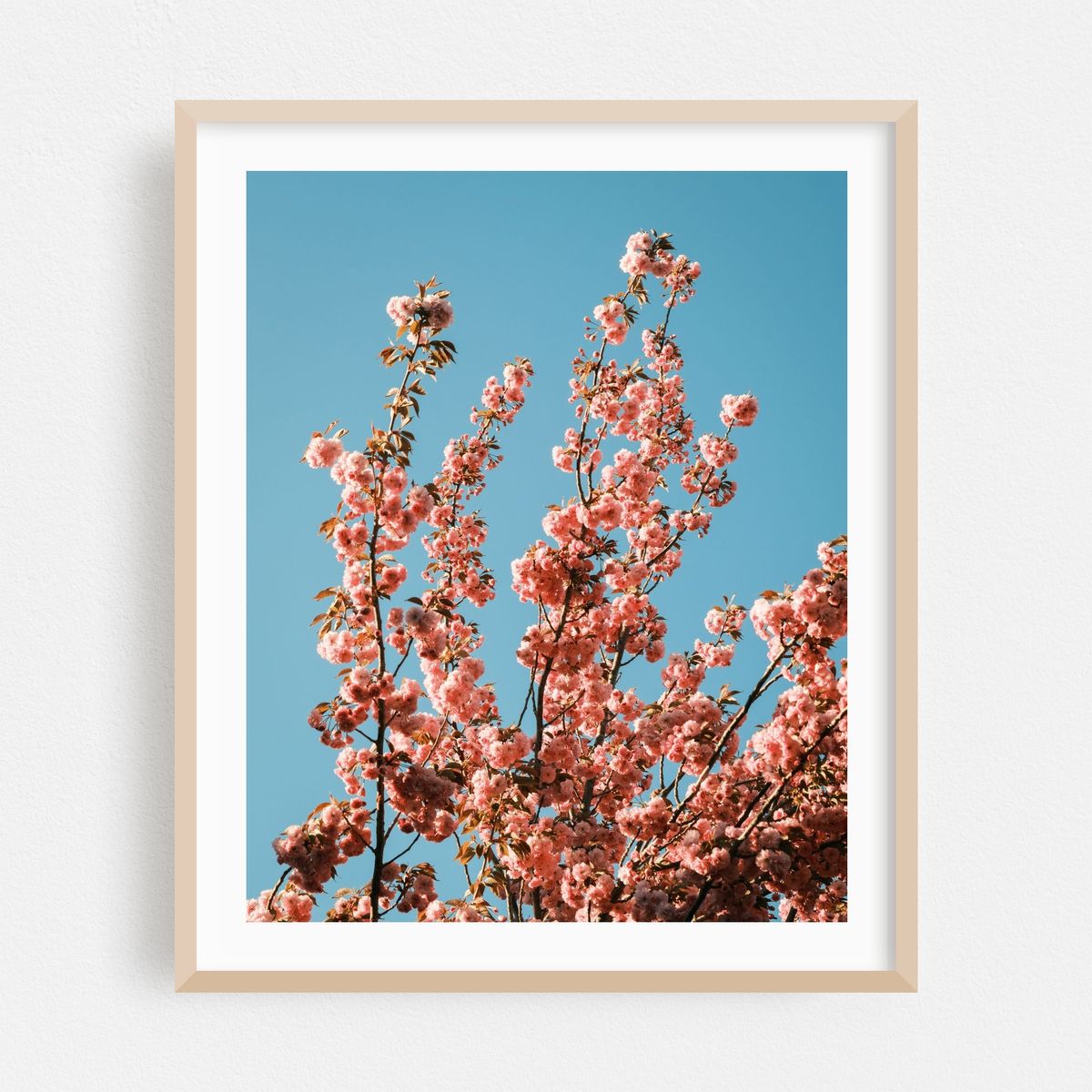 Cherry Blossoms in Cape May – image 1 of 12