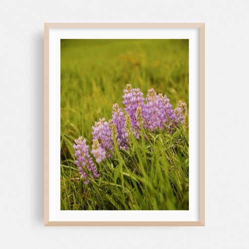 Wyoming Lupine