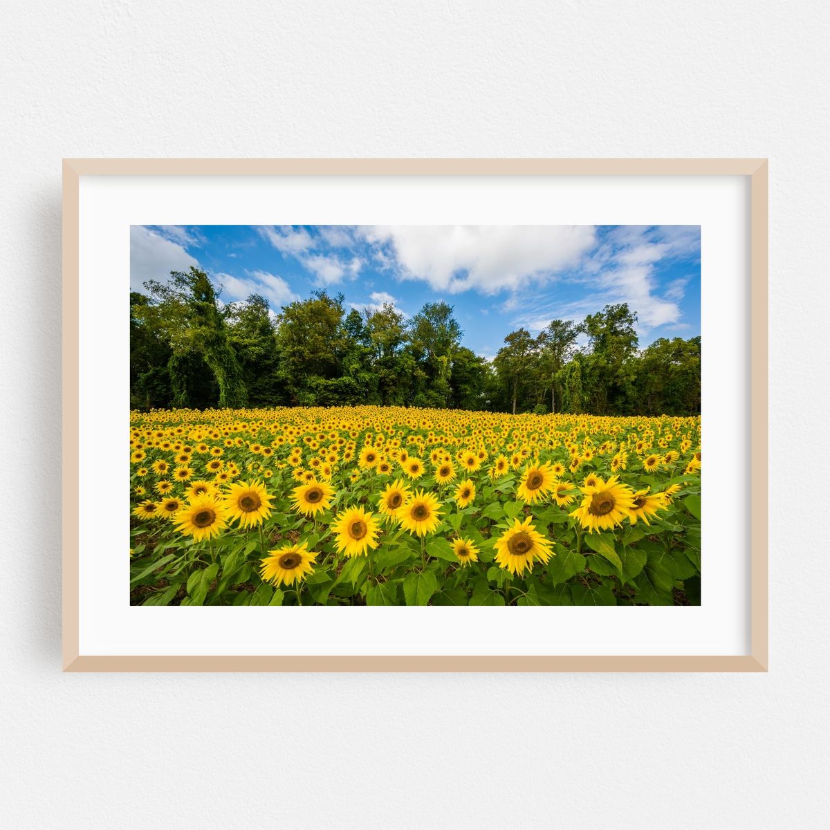 Sunflowers – image 1 of 6
