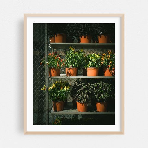 Plants, Prospect Heights