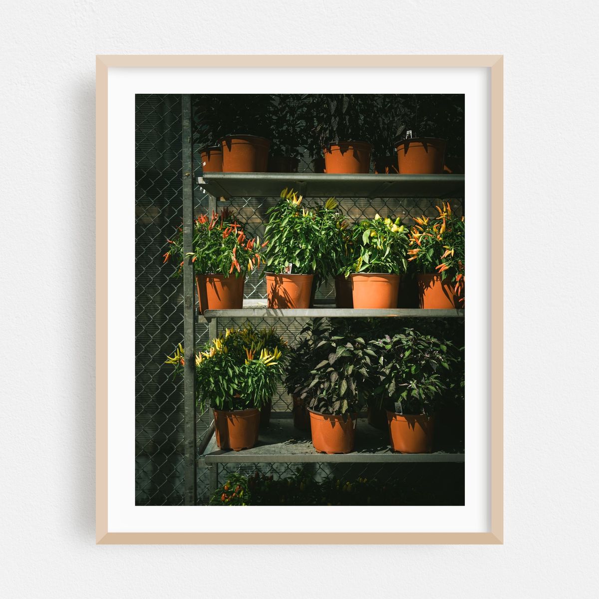 Plants, Prospect Heights – image 1 of 12