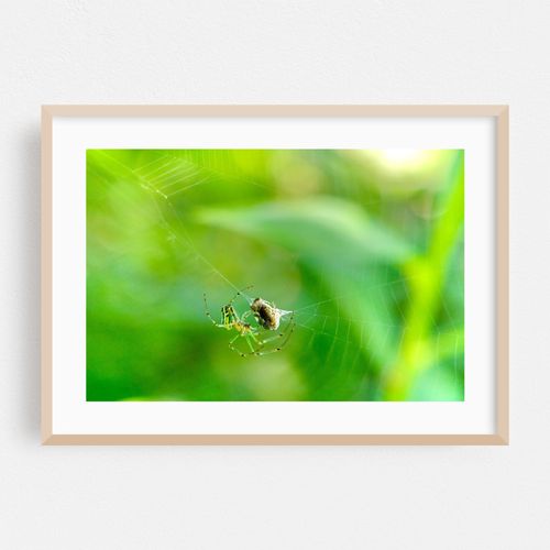 Spider and Prey Wrapping 01