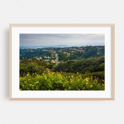 Yellow Flowers from Mount Soledad