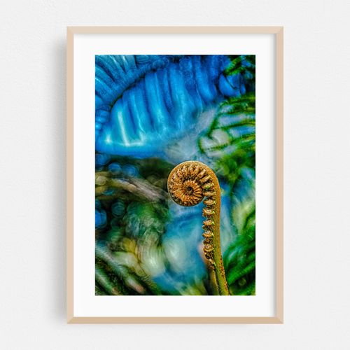 Fiddle Head Fern