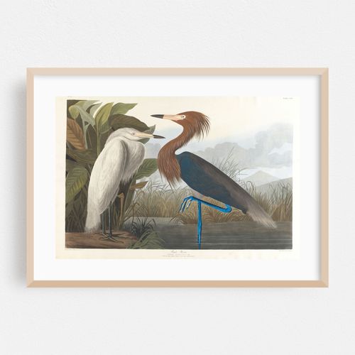 Purple heron (1827–1838)