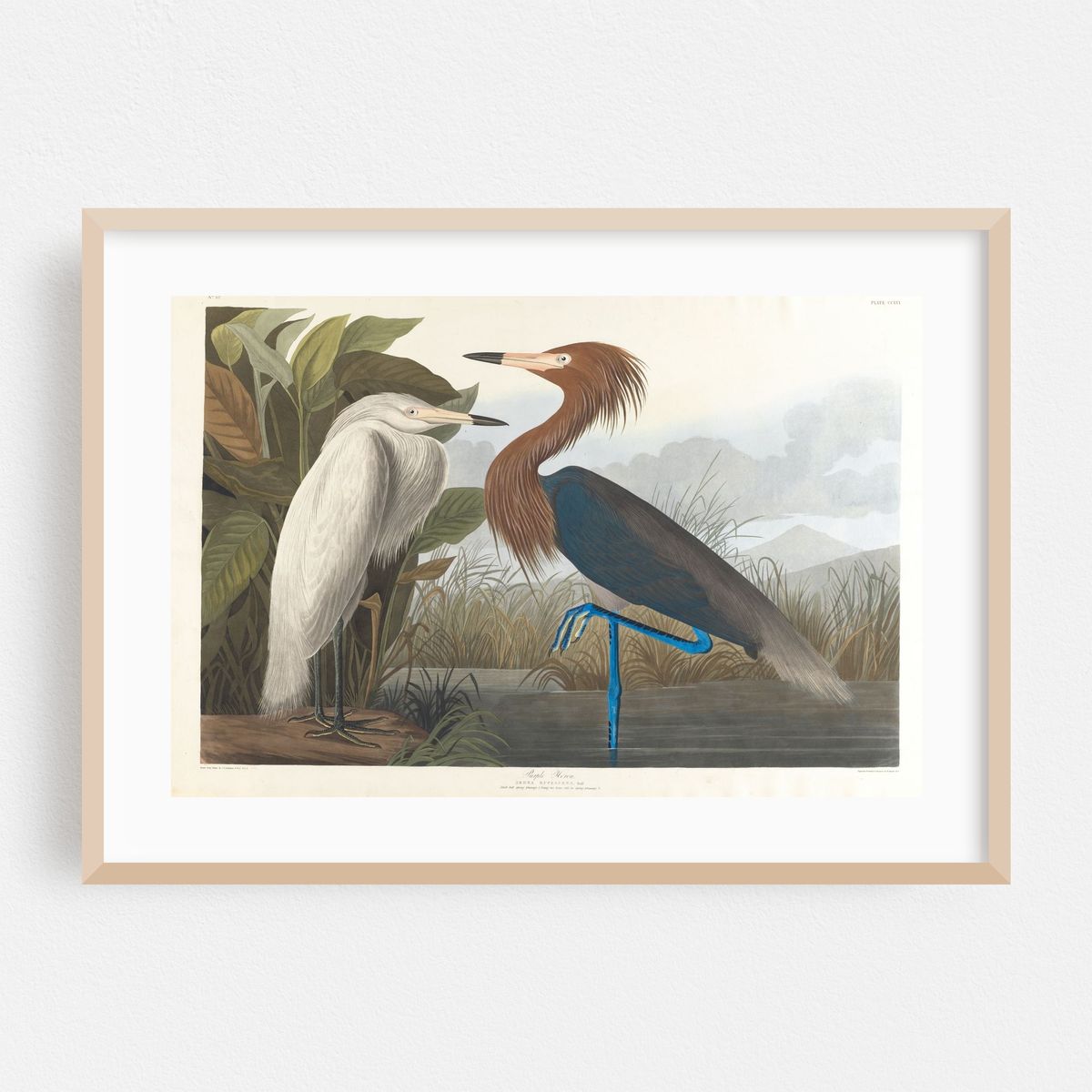 Purple heron (1827–1838) – image 1 of 6