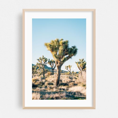 Joshua Tree 02