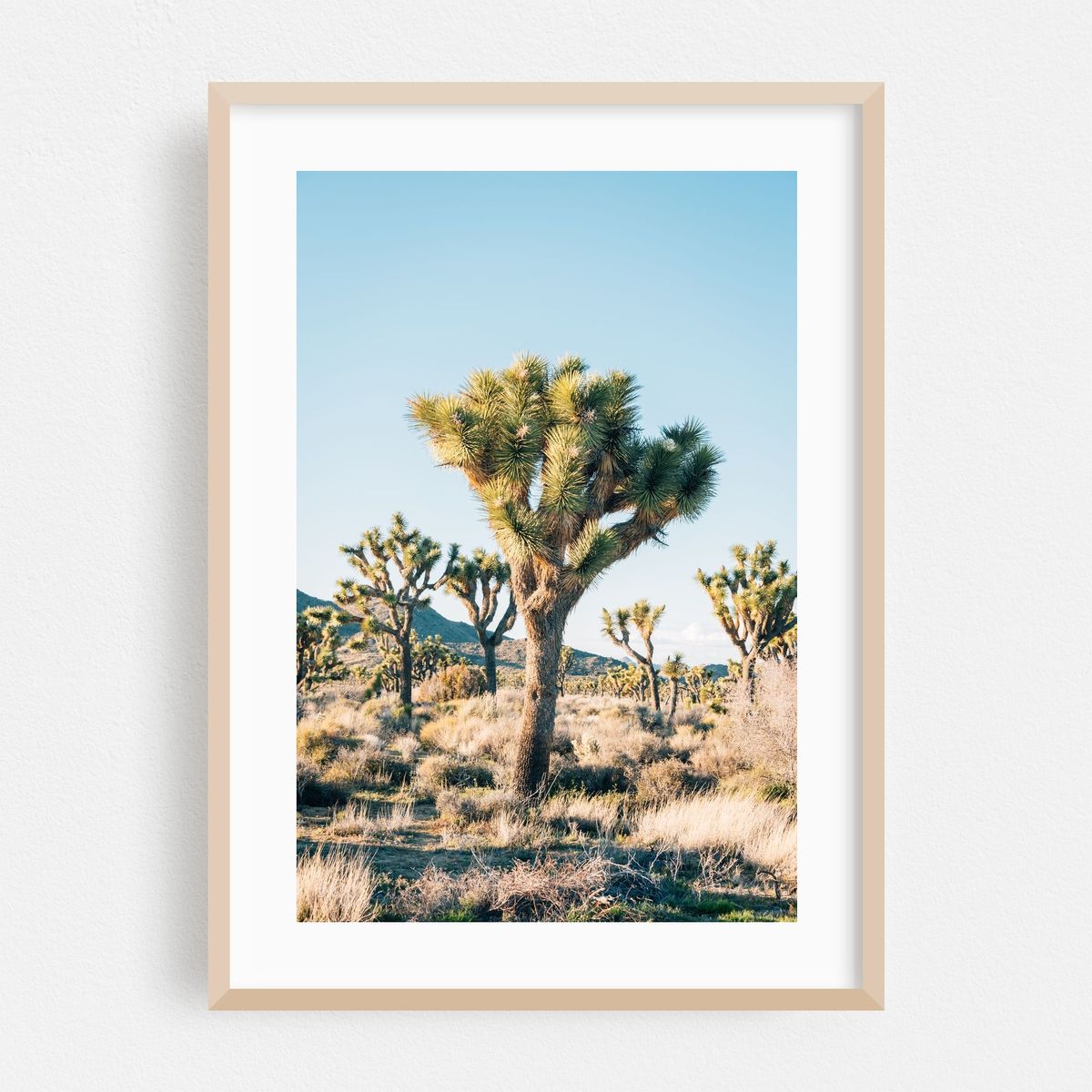 Joshua Tree 02 – image 1 of 16