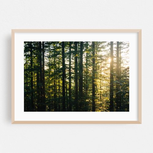 Through the Pines