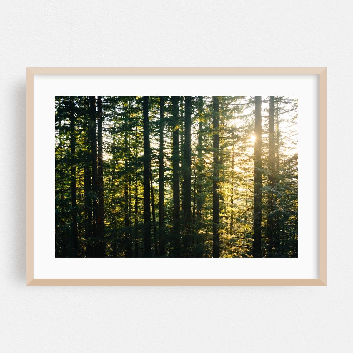 Through the Pines – image 1 of 6