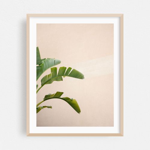 Botanical Elegance - Cannes France Travel Photography
