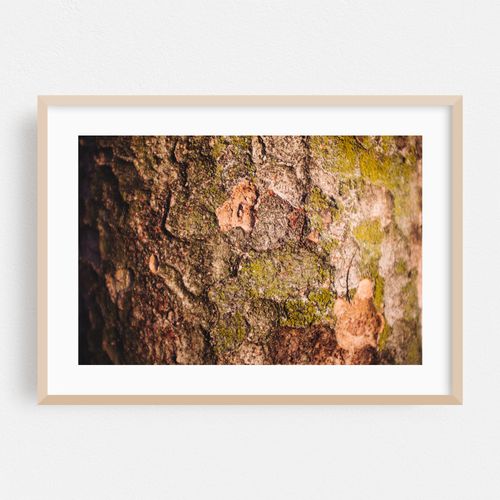 Evening Tree Trunk