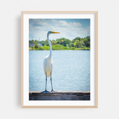 Egret On A Pier, Miami 02