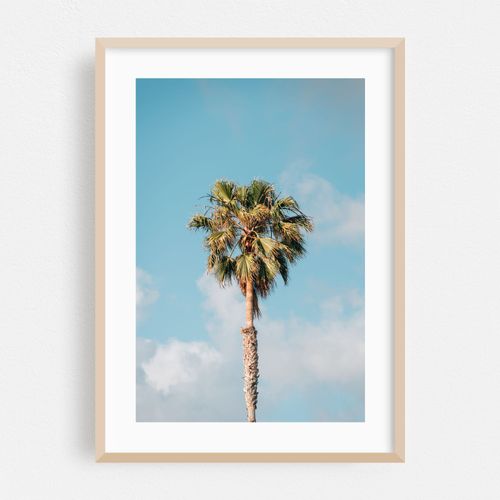 Palm Tree, Del Mar