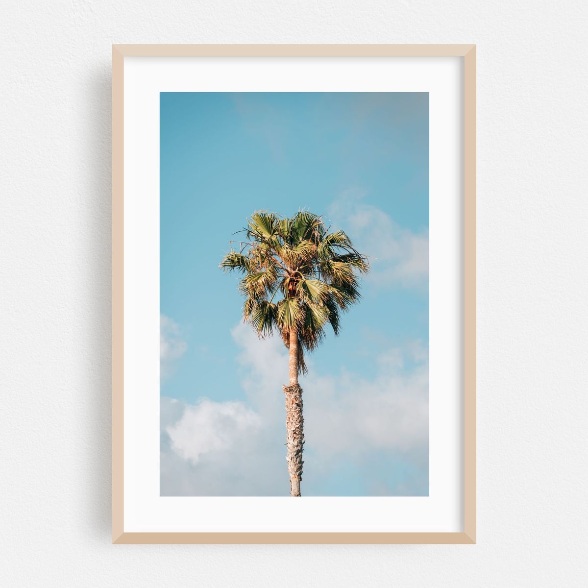 Palm Tree, Del Mar – image 1 of 16