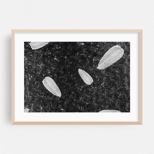 Leaf With Dewdrops 02