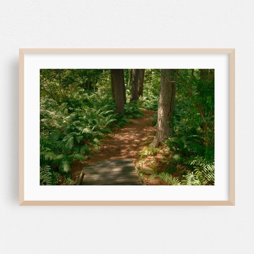 Ferns on Partridge Island Trail, Lynnfield 05