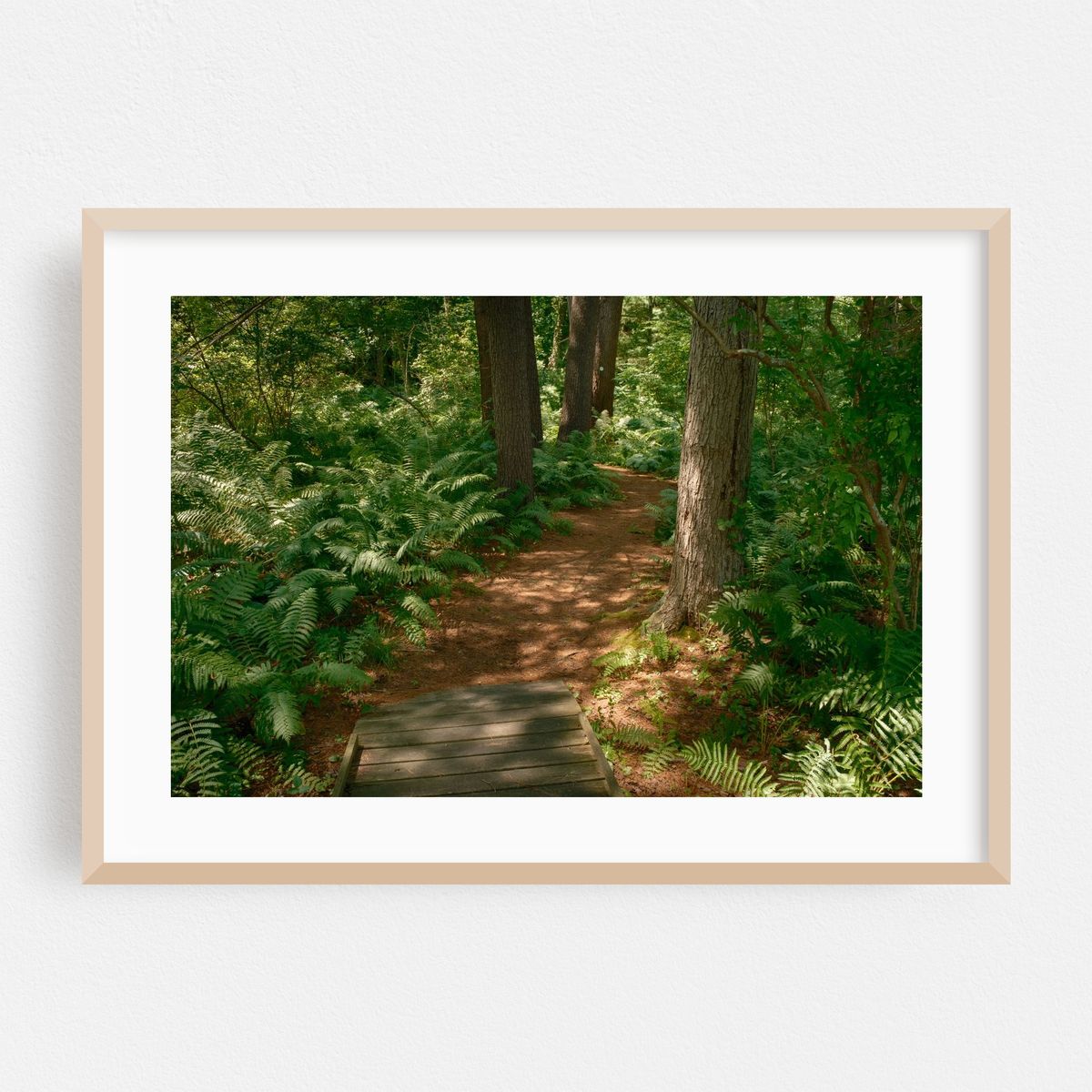 Ferns on Partridge Island Trail, Lynnfield 05 – image 1 of 6