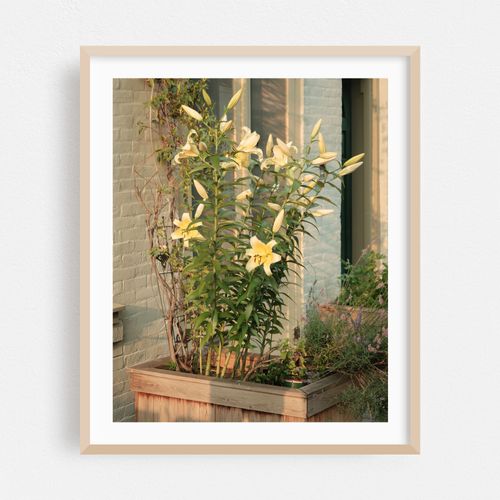 Floral Cobble Hill 02