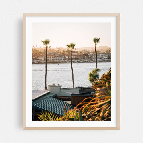 Palms, Corona del Mar 03