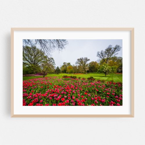 Red Tulips at Sherwood