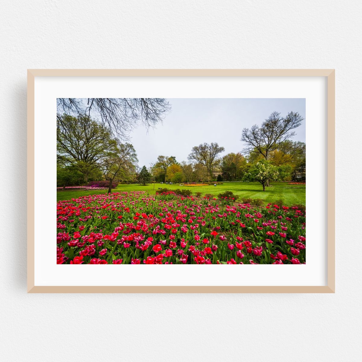 Red Tulips at Sherwood – image 1 of 6