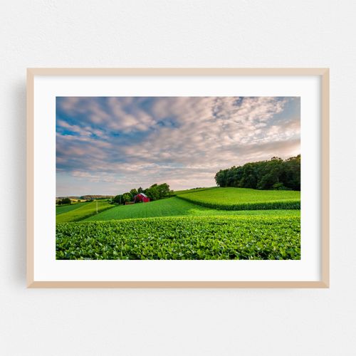 Green Pastures