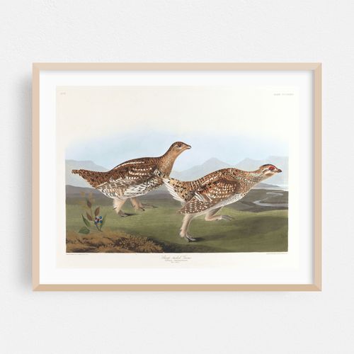Sharp-tailed grous (1827–1838)