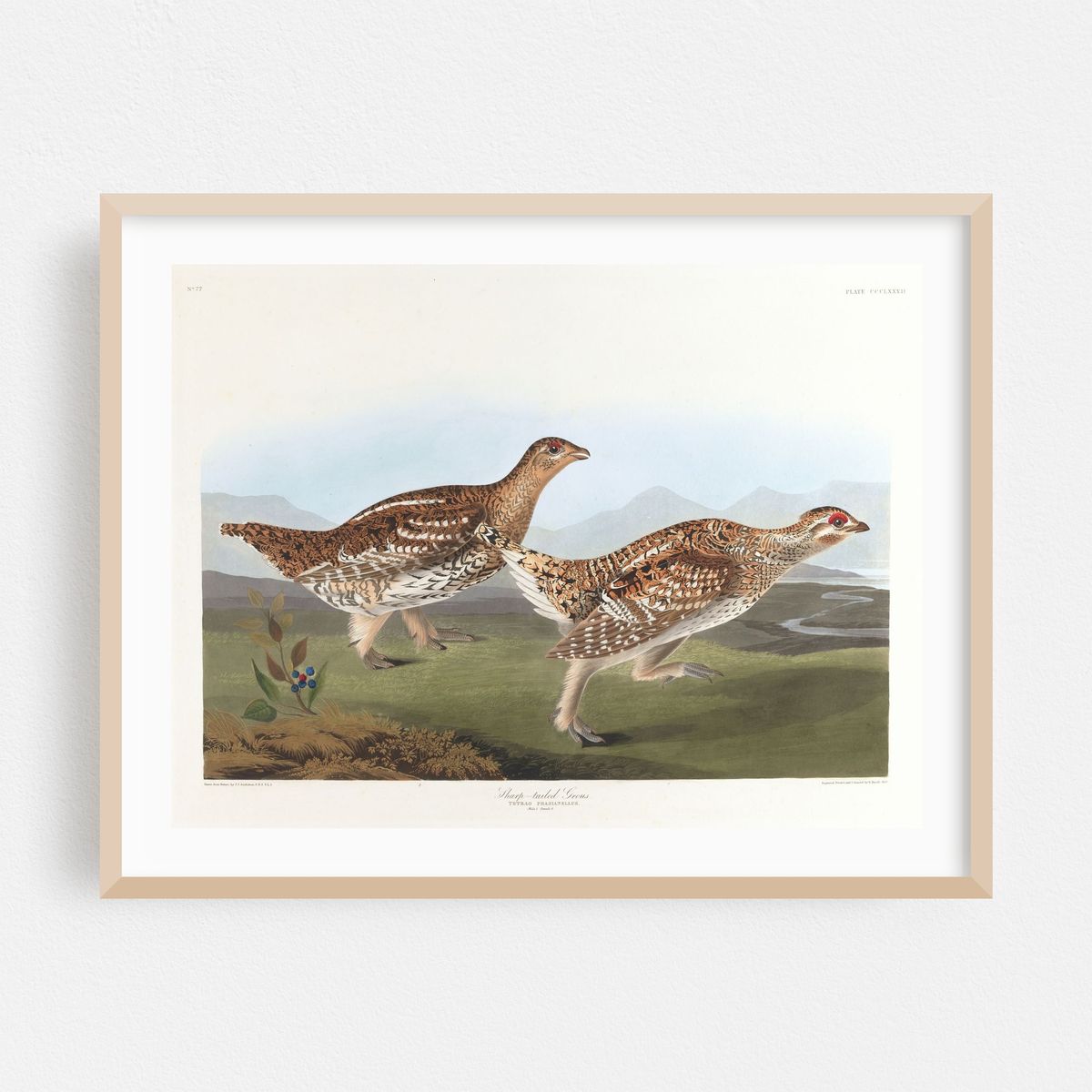 Sharp-tailed grous (1827–1838) – image 1 of 3