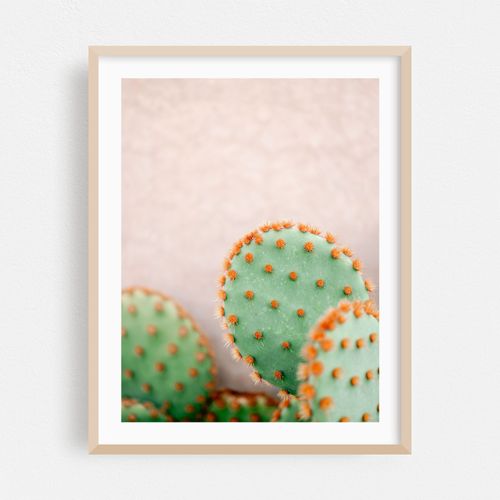 Pastel Cactus Aesthetics - Travel Photography