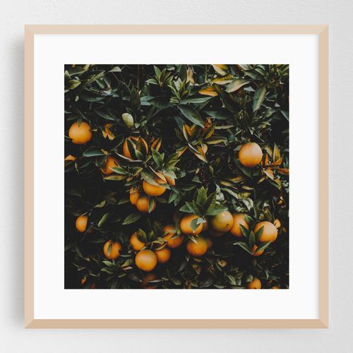 Orange Tree