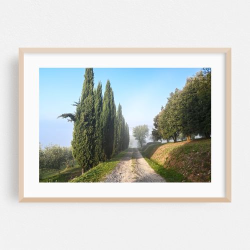 Cypress Trees Alley at Tuscany Rural Villa