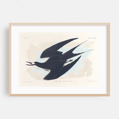 Sooty tern (1827–1838)
